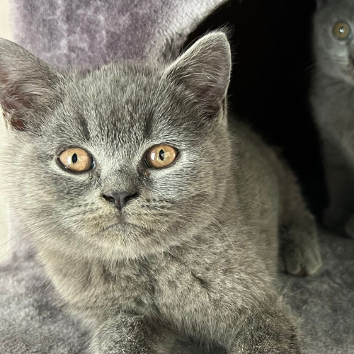 Foto van de poes
