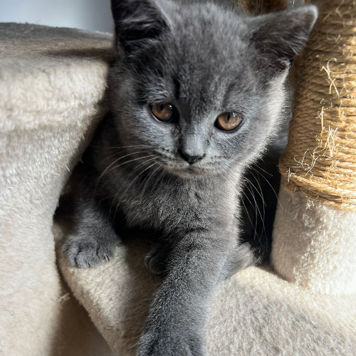 Foto van de poes
