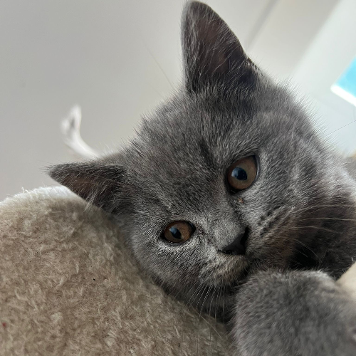 Foto van de poes