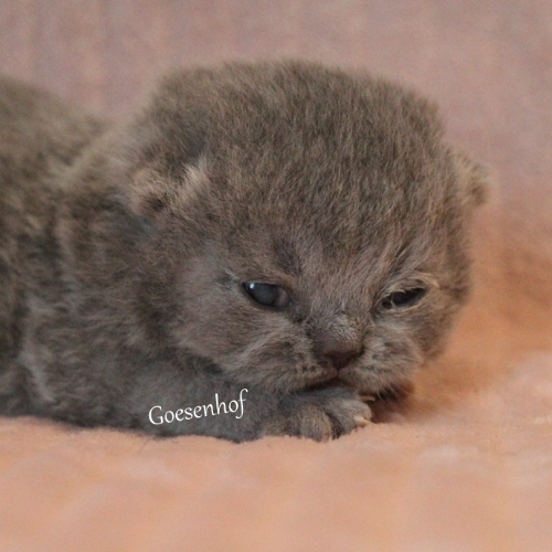 Foto van de poes