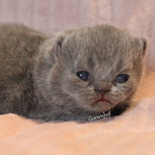 Foto van de poes