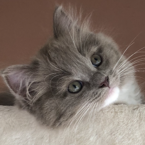 Foto van de poes
