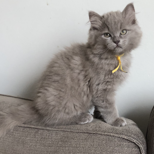 Foto van de poes