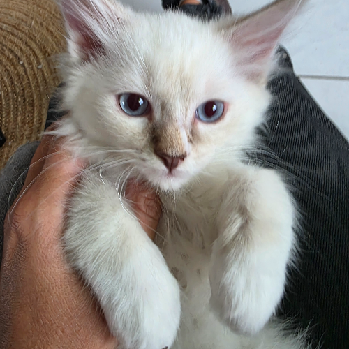 Foto van de poes