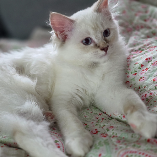 Foto van de poes