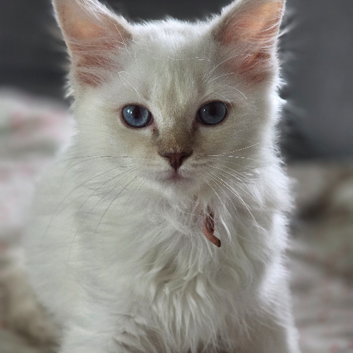 Foto van de poes