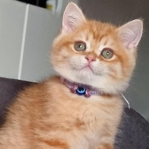 Foto van de poes