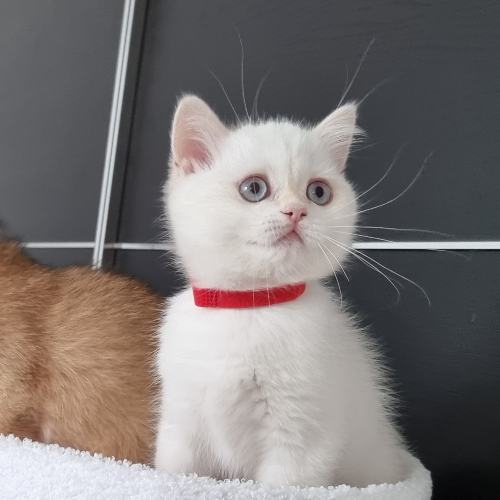 Foto van de poes