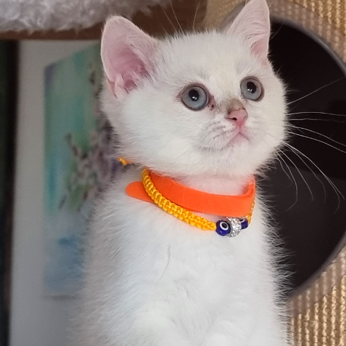 Foto van de poes