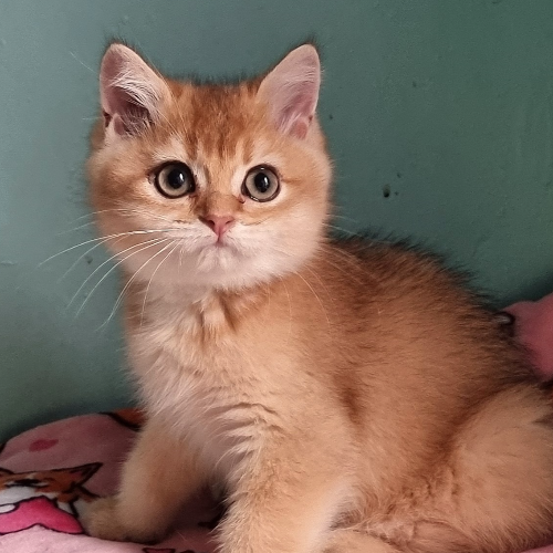 Foto van de poes