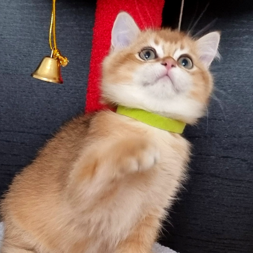 Foto van de poes