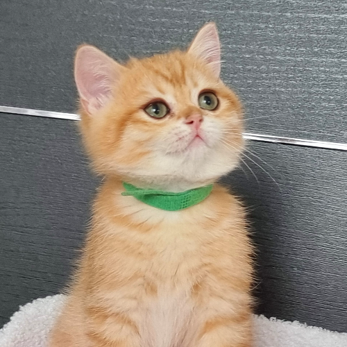 Foto van de poes