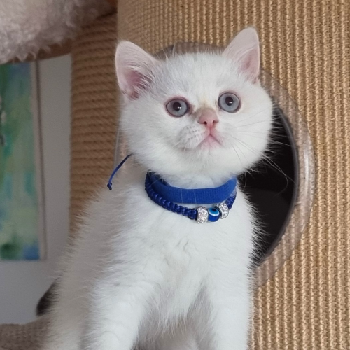 Foto van de poes