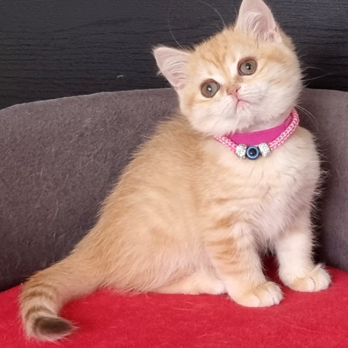 Foto van de poes