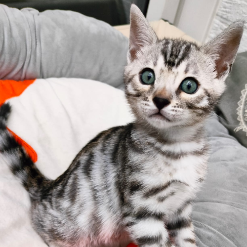 Foto van de poes