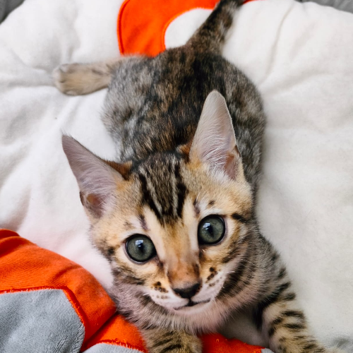 Foto van de poes