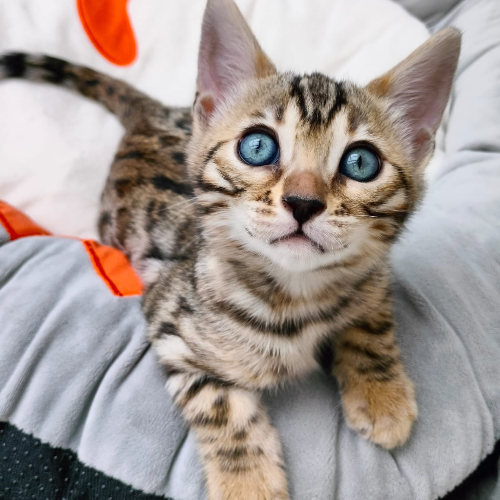 Foto van de poes
