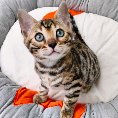 Foto van de poes