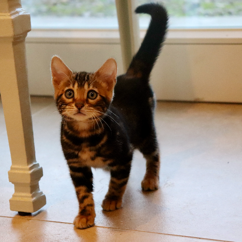 Foto van de poes