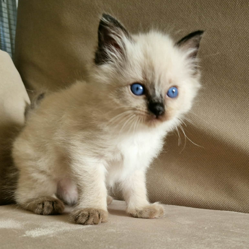 Foto van de poes