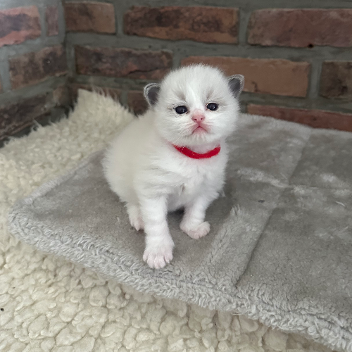 Foto van de poes