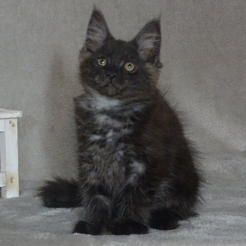 Foto van de poes