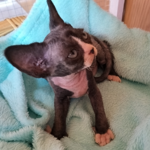 Foto van de poes