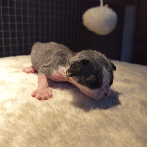 Foto van de poes