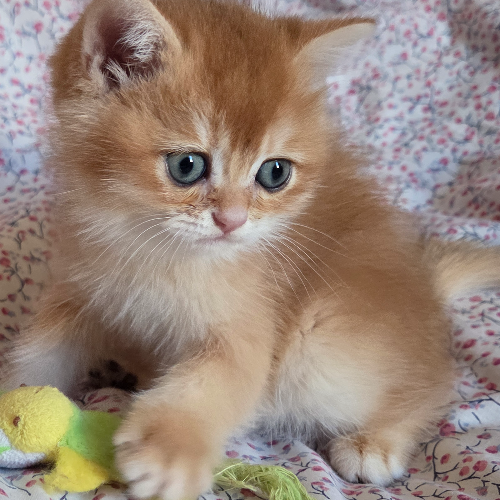 Foto van de poes