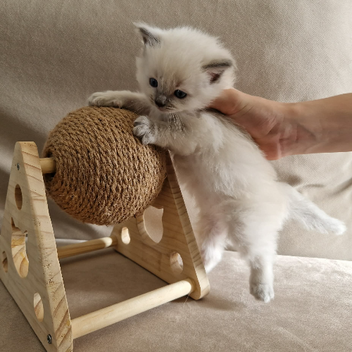 Foto van de poes