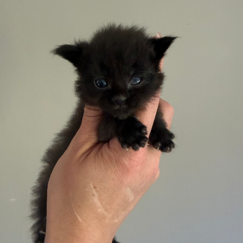 Foto van de poes