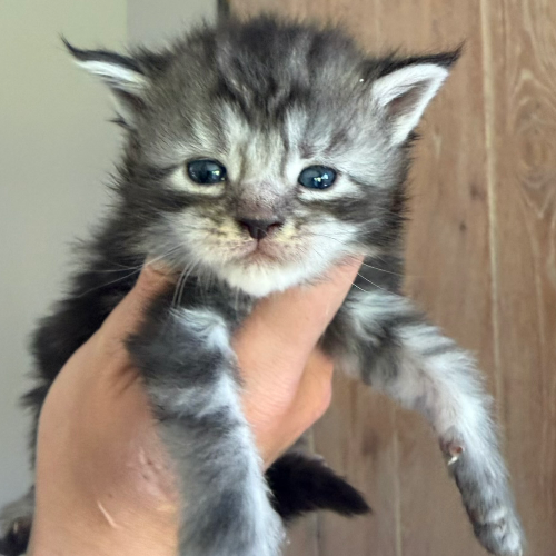 Foto van de poes