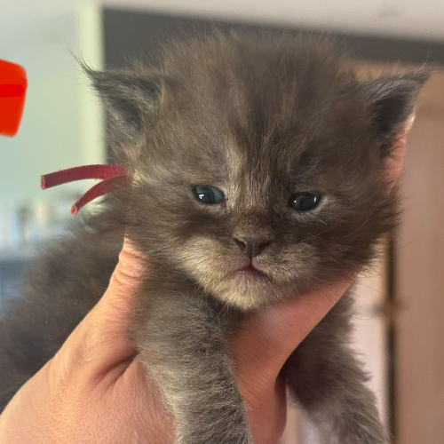 Foto van de poes