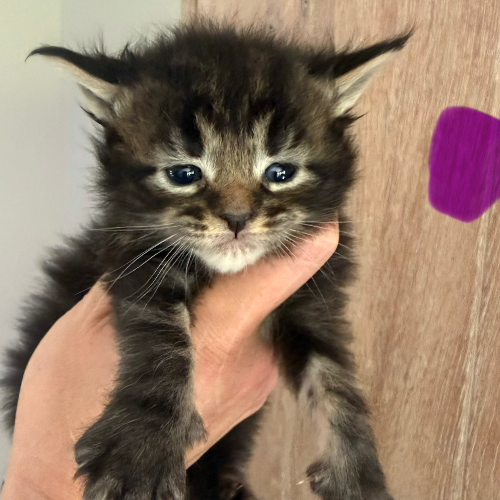 Foto van de poes