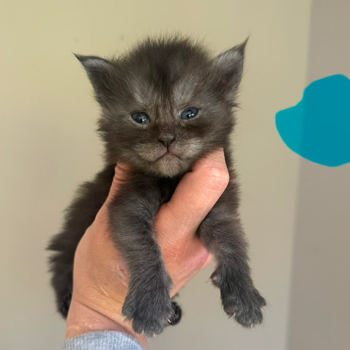 Foto van de poes