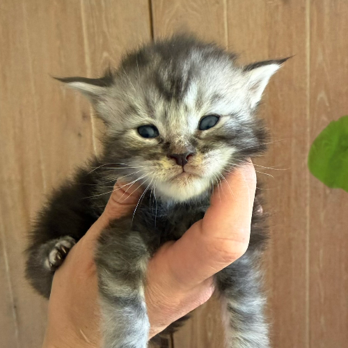 Foto van de poes