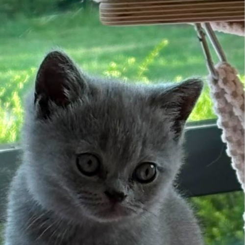 Foto van de poes