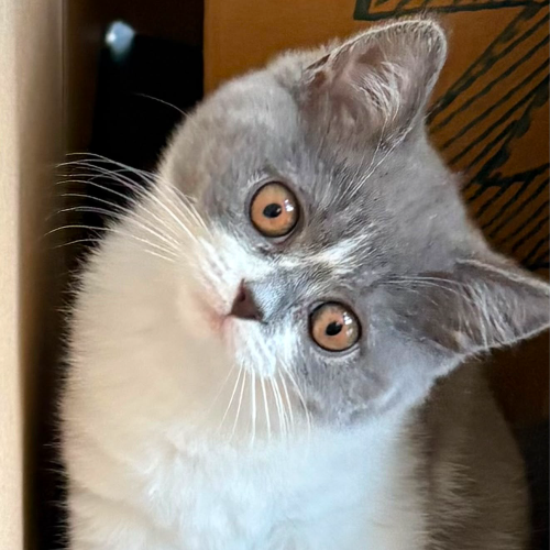 Foto van de poes
