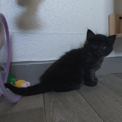 Foto van de poes