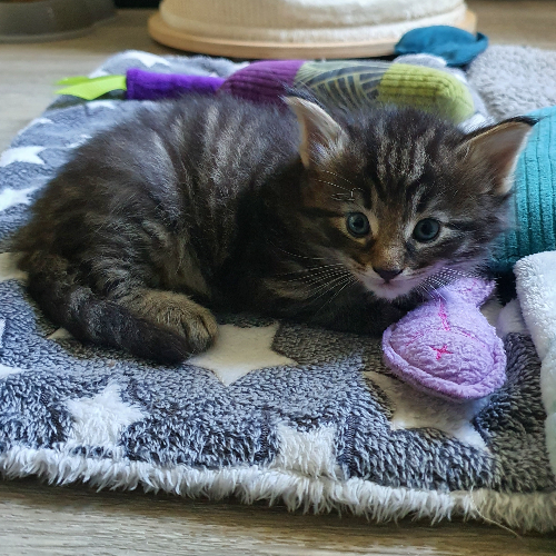 Foto van de poes