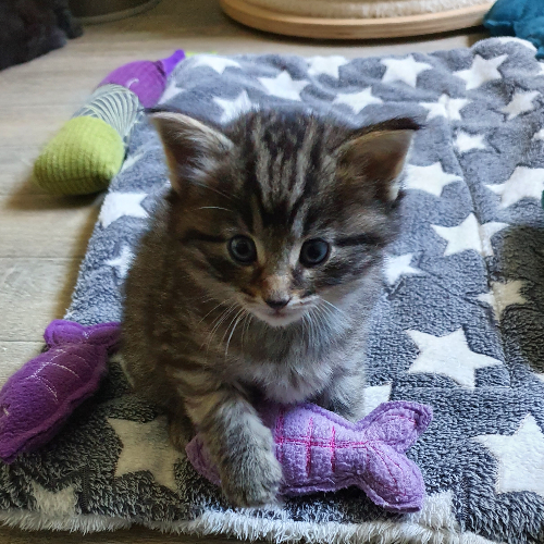 Foto van de poes