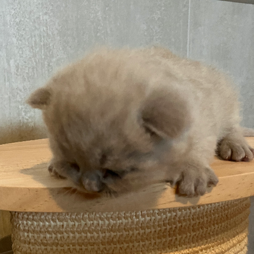 Foto van de poes