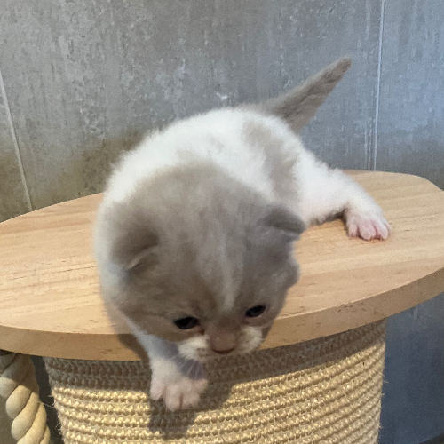 Foto van de poes