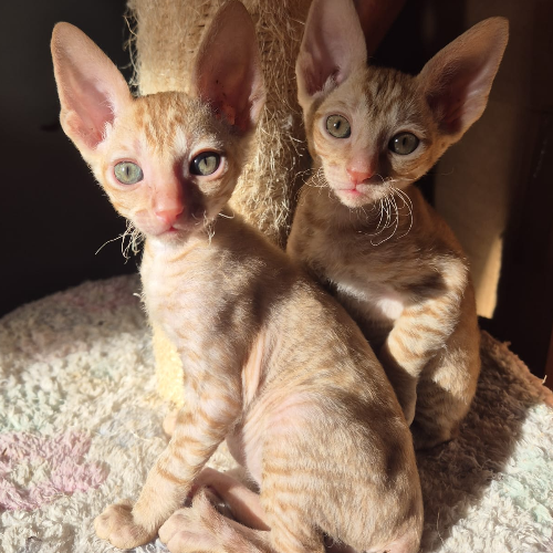 Foto van de poes