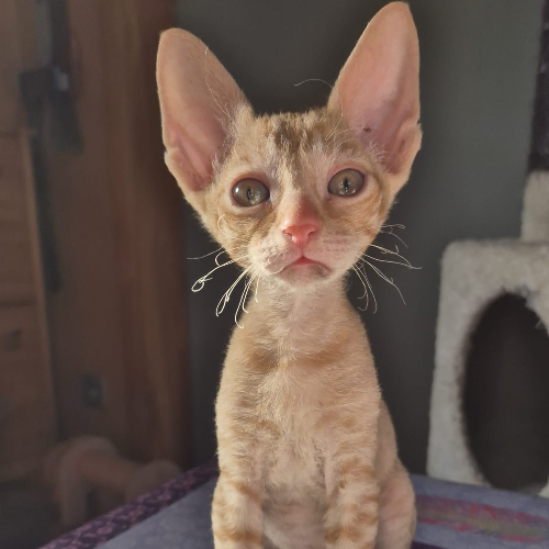 Foto van de poes