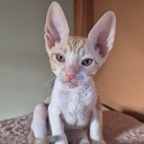 Foto van de poes