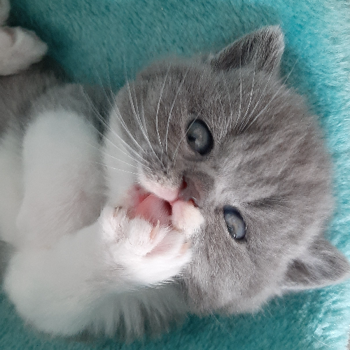 Foto van de poes