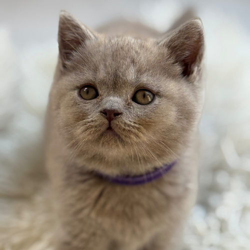 Foto van de poes