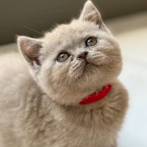 Foto van de poes
