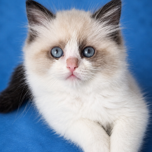 Foto van de poes